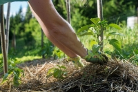 L&#039;agricoltura risorsa strategica per la nostra Nazione