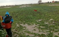 Un campo di Sezze dopo un allagamento