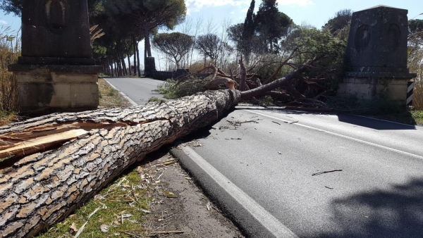 Raffiche di vento, schiantati alberi in diversi Comuni