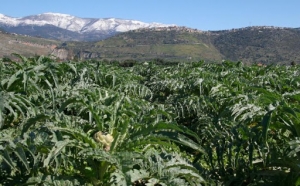 Ladri di carciofi...anche per disperazione